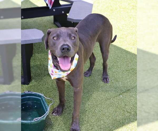Medium Photo #3 Great Dane-Weimaraner Mix Puppy For Sale in Rockaway, NJ, USA