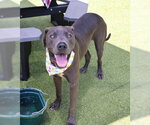 Small #2 Great Dane-Weimaraner Mix