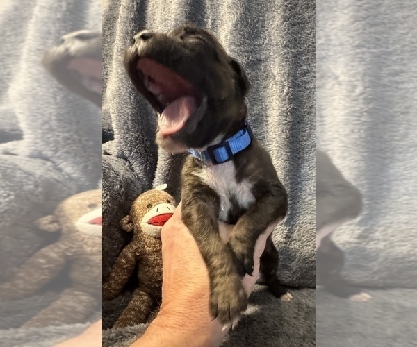 Medium Photo #18 Boxer Puppy For Sale in LANSING, MI, USA