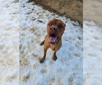 Small #1 Labrador Retriever Mix