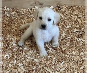 Labrador Retriever Puppy for sale in GOODYEAR, AZ, USA