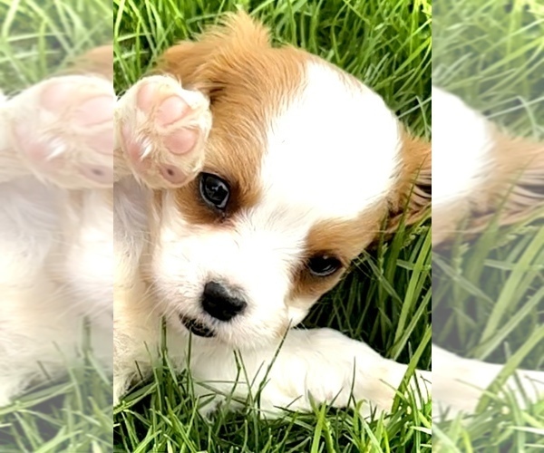 Medium Photo #5 Cavalier King Charles Spaniel Puppy For Sale in CARLSBAD, CA, USA