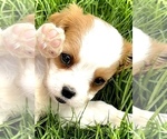 Small #4 Cavalier King Charles Spaniel