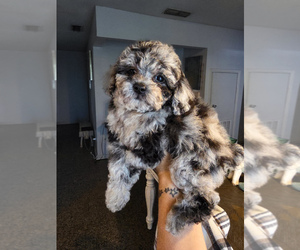Poodle (Toy) Puppy for sale in ORLANDO, FL, USA