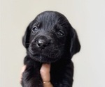 Small #1 Labrador Retriever