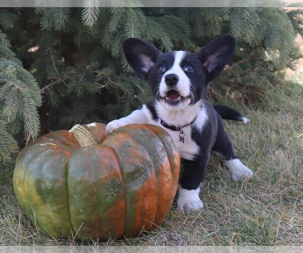 Medium Photo #1 Cardigan Welsh Corgi Puppy For Sale in LIVERMORE, CO, USA