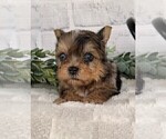 Small #5 Yorkshire Terrier