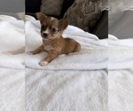 Small Photo #39 Chihuahua Puppy For Sale in SAN ANTONIO, TX, USA