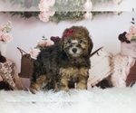 Puppy 11 Poodle (Miniature)