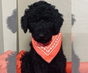 Poodle (Standard) Puppy for sale in CHERRY GROVE, MN, USA
