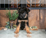 Small Photo #9 German Shepherd Dog Puppy For Sale in MANTON, MI, USA