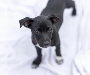 Chihuahua-Colonial Cocker Spaniel Mix Dogs for adoption in San Diego, CA, USA