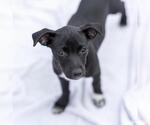 Small Chihuahua-Colonial Cocker Spaniel Mix