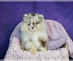 Small #2 Pomeranian