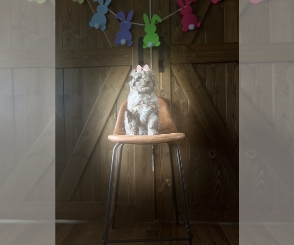 Medium Photo #11 Aussiedoodle Miniature  Puppy For Sale in ODIN, IL, USA