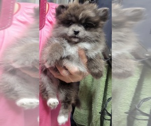 Pomeranian Puppy for sale in FAIRVIEW HEIGHTS, IL, USA