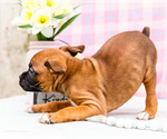 Small Photo #50 Boxer Puppy For Sale in WAKARUSA, IN, USA