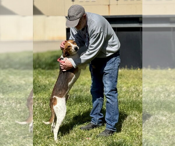 Medium Photo #2 Mutt Puppy For Sale in Glen Allen, VA, USA