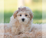 Puppy Archie Maltipoo (Miniature)