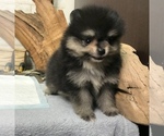 Small Photo #7 Pomeranian Puppy For Sale in SAN FRANCISCO, CA, USA