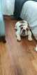 Small Photo #4 English Bulldog Puppy For Sale in EAST HAVEN, CT, USA