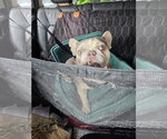 Small Photo #2 French Bulldog Puppy For Sale in Tampa, FL, USA