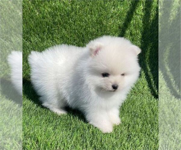 Medium Photo #3 Pomeranian Puppy For Sale in TAMPA, FL, USA