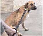 Small Labrador Retriever