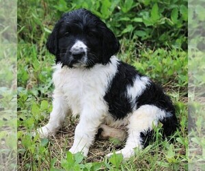 Poodle (Standard)-Springerdoodle Mix Puppy for sale in ITASCA, TX, USA