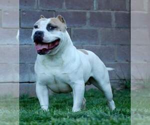 Father of the American Bully puppies born on 06/02/2021