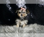 Small #3 Morkie