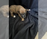 Puppy Puppy 7 Boxer
