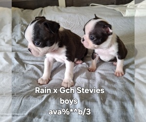 Boston Terrier Puppy for sale in LEBANON, TN, USA