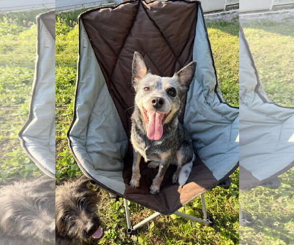 Medium Photo #3 Mutt Puppy For Sale in Oviedo, FL, USA