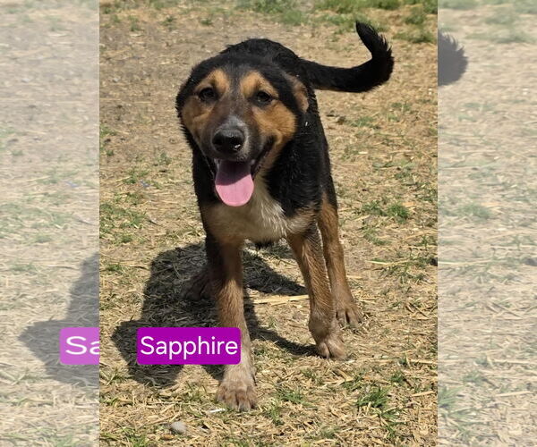 Medium Photo #1 Australian Shepherd-German Shepherd Dog Mix Puppy For Sale in Mukwonago, WI, USA