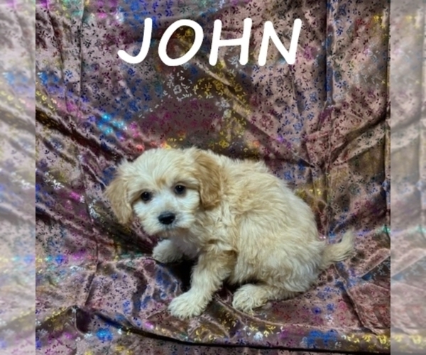 Medium Photo #3 Cavapoo Puppy For Sale in HARTLAND, MN, USA