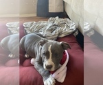 Small Photo #20 American Bully Puppy For Sale in LUBBOCK, TX, USA