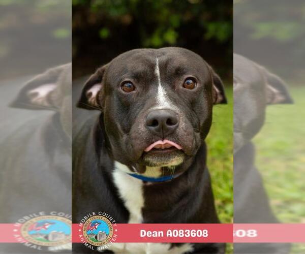 Medium Photo #2 Staffordshire Bull Terrier Puppy For Sale in Mobile, AL, USA