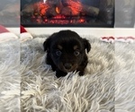 Small Photo #40 Miniature Australian Shepherd Puppy For Sale in QUINCY, CA, USA