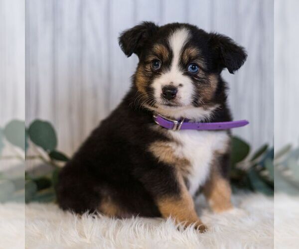 Medium Photo #5 Miniature Australian Shepherd Puppy For Sale in REBERSBURG, PA, USA