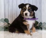 Small #4 Miniature Australian Shepherd