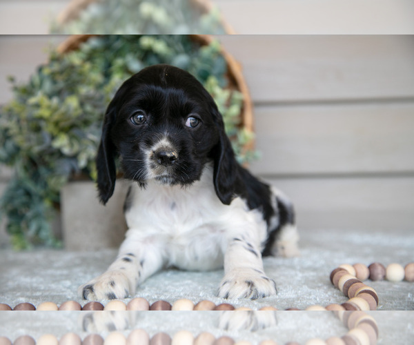 Medium Photo #1 Cocker Spaniel Puppy For Sale in SEAMAN, OH, USA