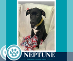 Small #3 Labrador Retriever Mix