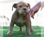 Small Photo #16 American Bully Puppy For Sale in SANTA CRUZ, CA, USA