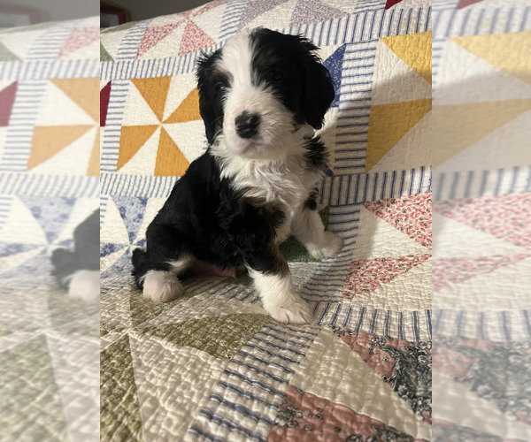 Medium Photo #9 Bernedoodle Puppy For Sale in SUNNYVALE, CA, USA