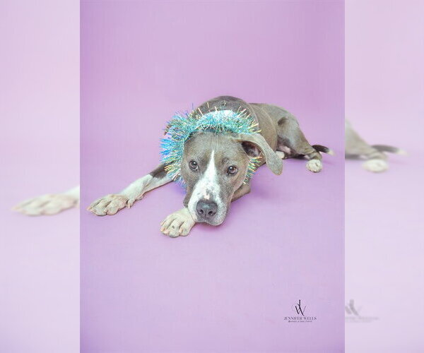 Medium Photo #2 Mutt Puppy For Sale in Forestville, MD, USA