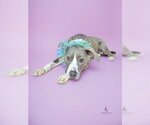 Small #1 Mutt