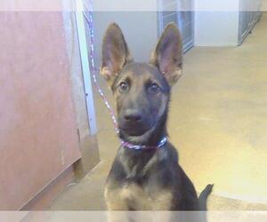 Medium German Shepherd Dog