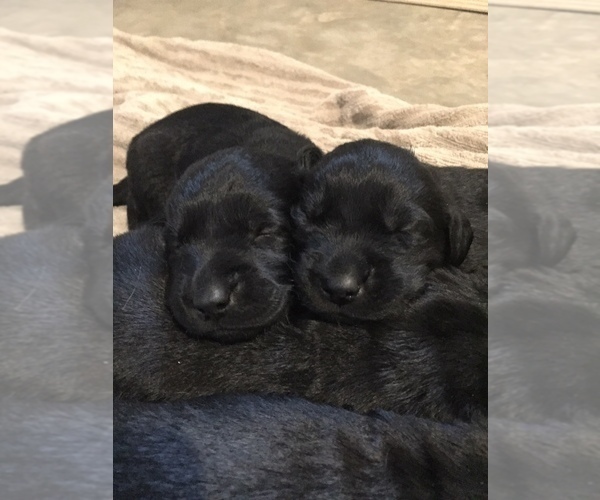 Medium Photo #4 Goldendoodle-Labrador Retriever Mix Puppy For Sale in HUNTLY, VA, USA