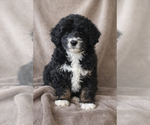 Puppy Panda Bernedoodle